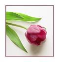 Postais de Tulipa