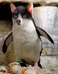 Postais de Pinguicat