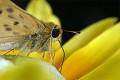 Postais de Borboleta