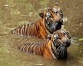 Enviar o postal: Tigres