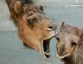 Postais de Camelos
