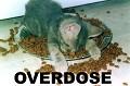 Postais de Overdose
