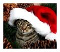 Clique na imagem para enviar o postal: Natal felino... 